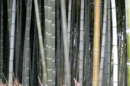 bamboo1