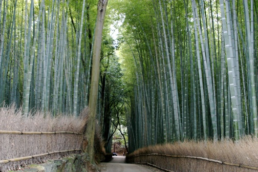 bamboo2